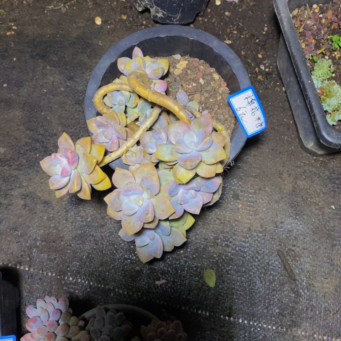 ：****一物一拍一物一拍