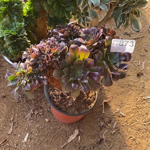 873三颗缀化断枝不包