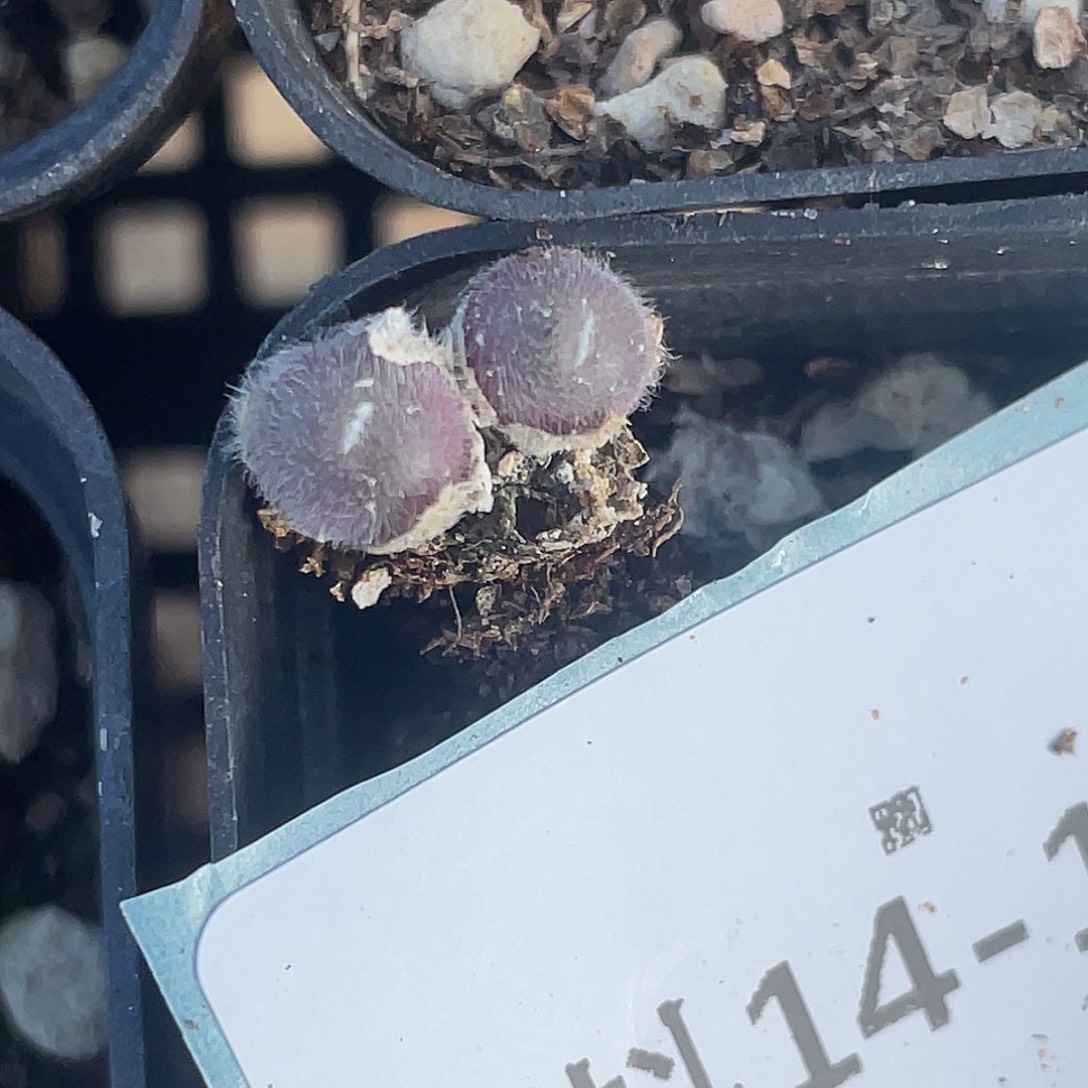 14-103毛球多肉植物