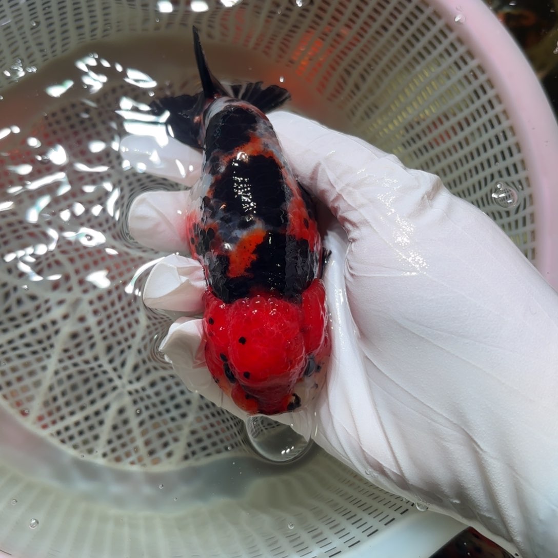 金鱼运费自理不包邮