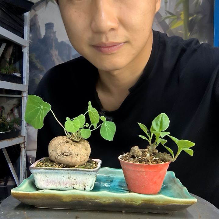 宇*啊中青园艺一物一拍407