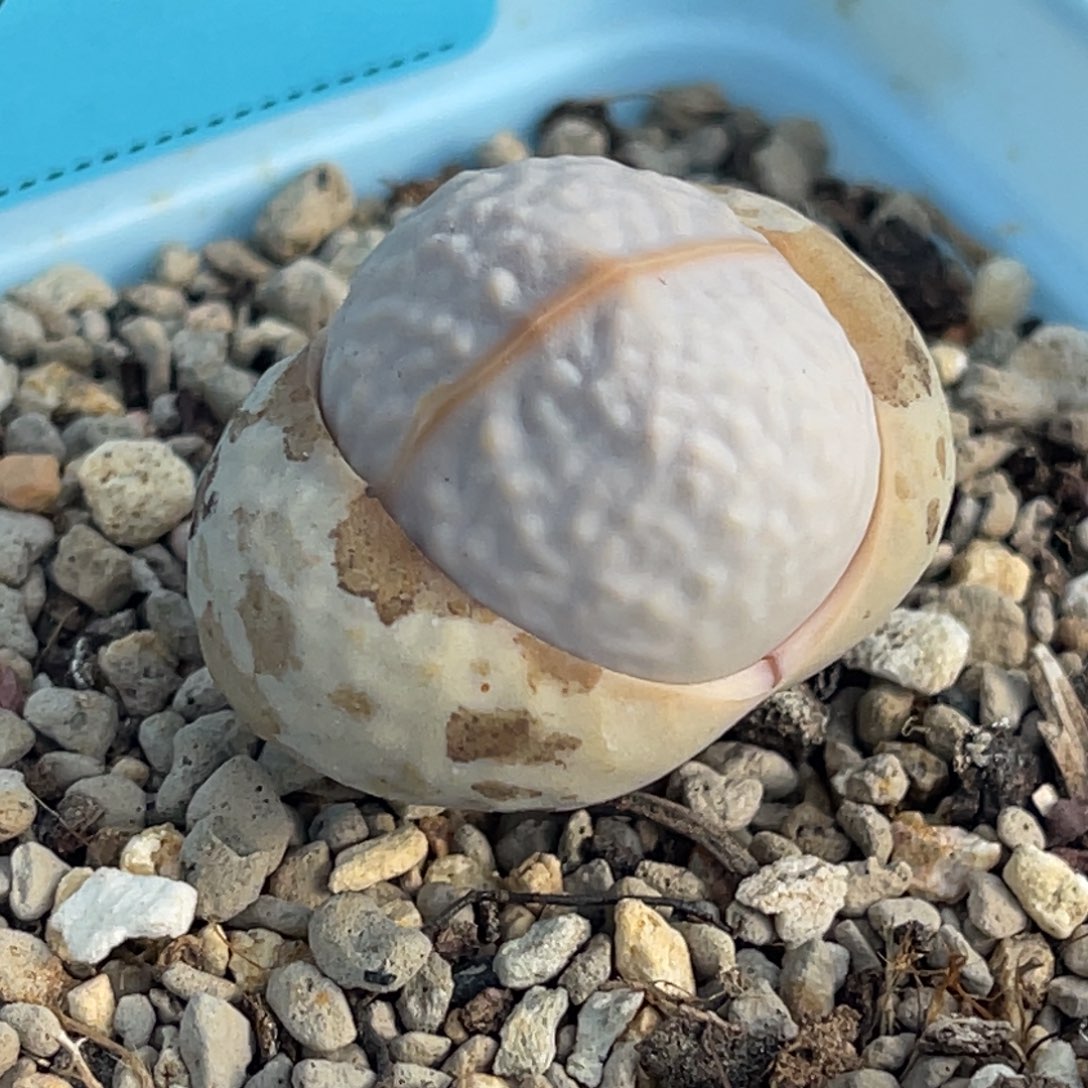 8805高尔夫一颗。  