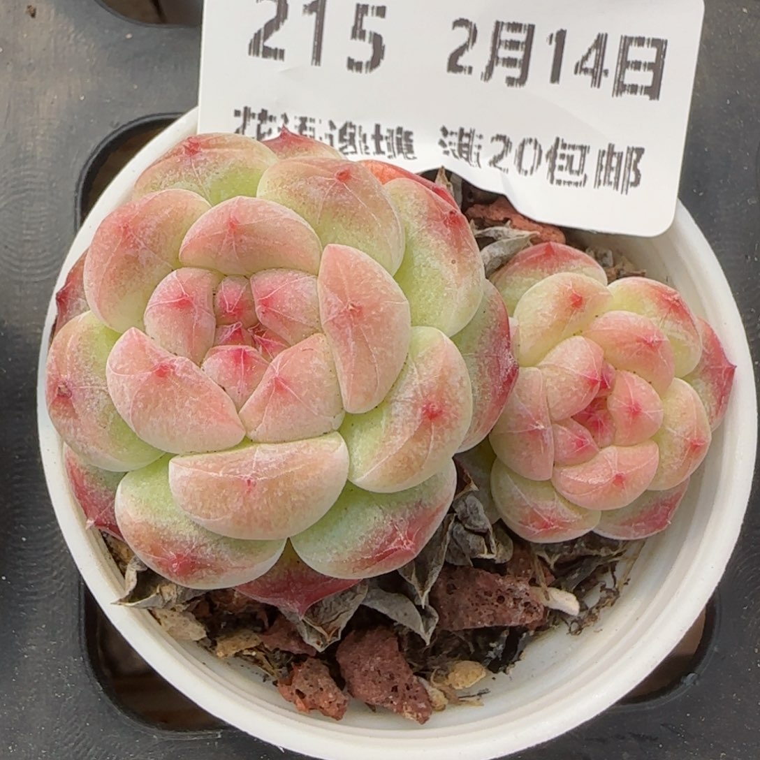 花语逸镜0214-215