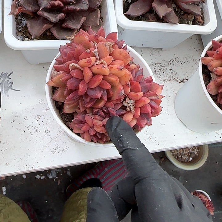 青蛙王子儿童牙膏111