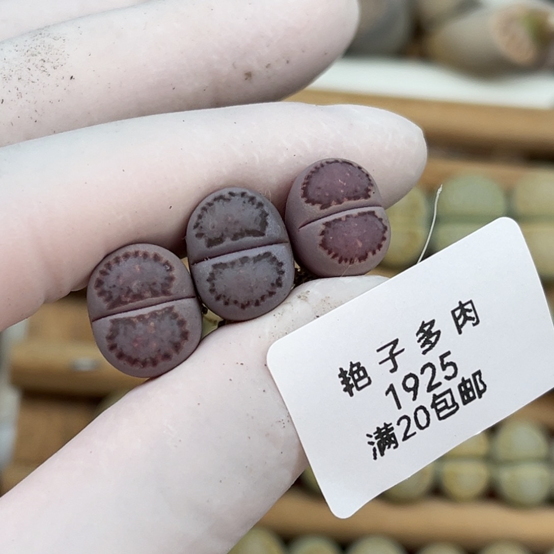 林***琦1925号一首三颗饼干