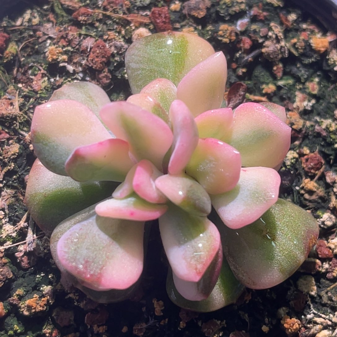 尚品特价雪精灵锦