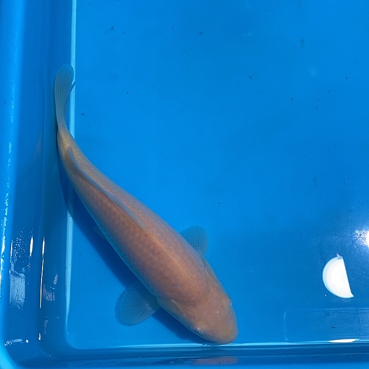 锦鲤纯种血统锦鲤鱼