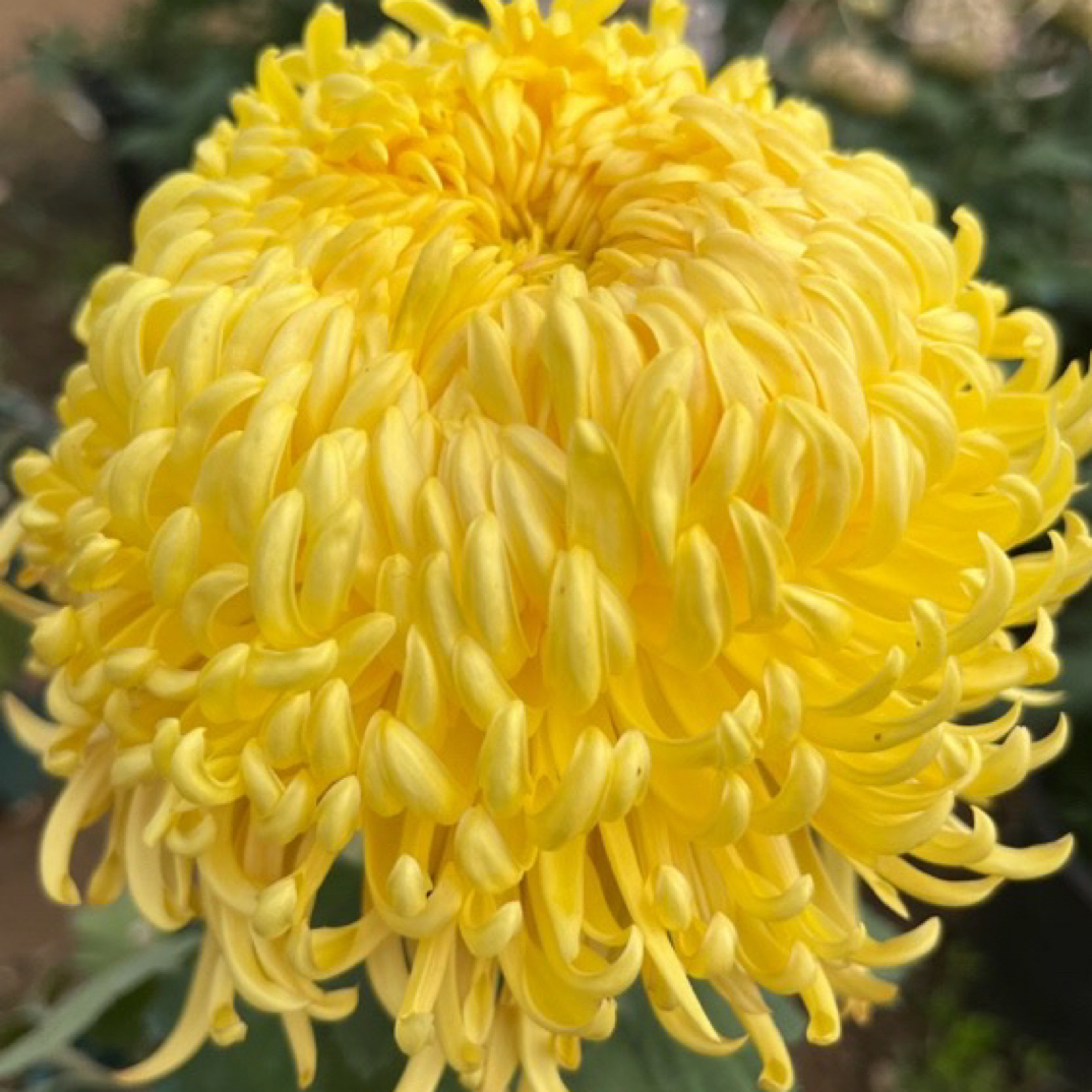 盘龙金卓，九月大菊多年生草本植物