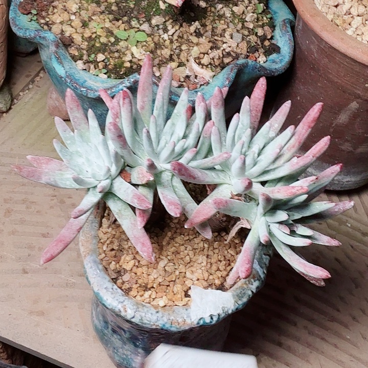 6685白鹭仙女杯多肉