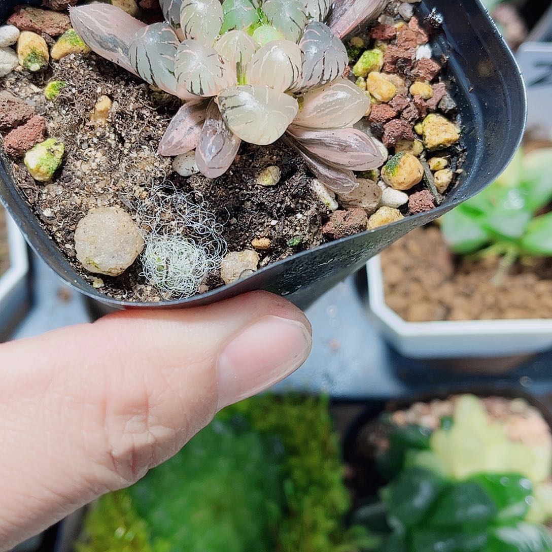 冰灯锦新手好养的的