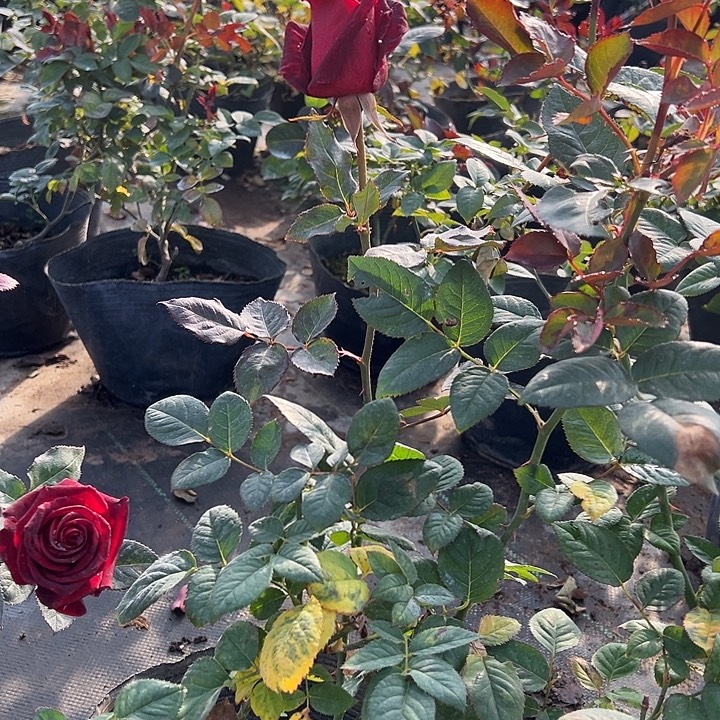 当前无花栽培后可以开花