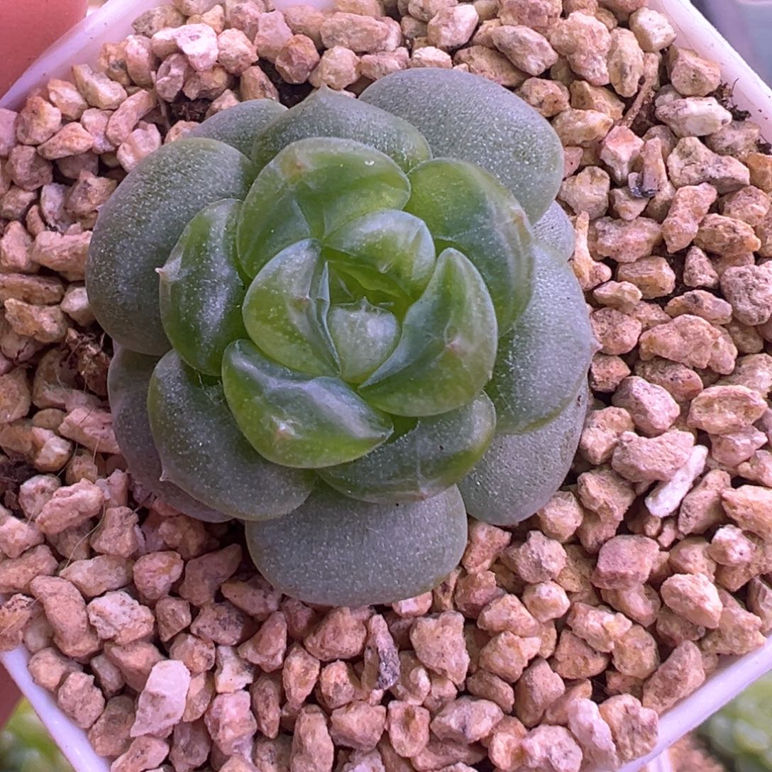 205号星楼晗雨多肉
