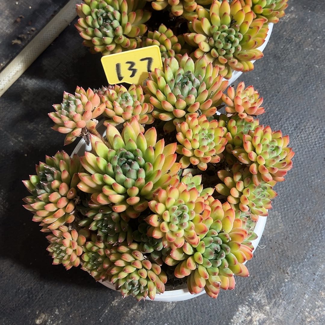 小***y星际迷航137号多肉植物