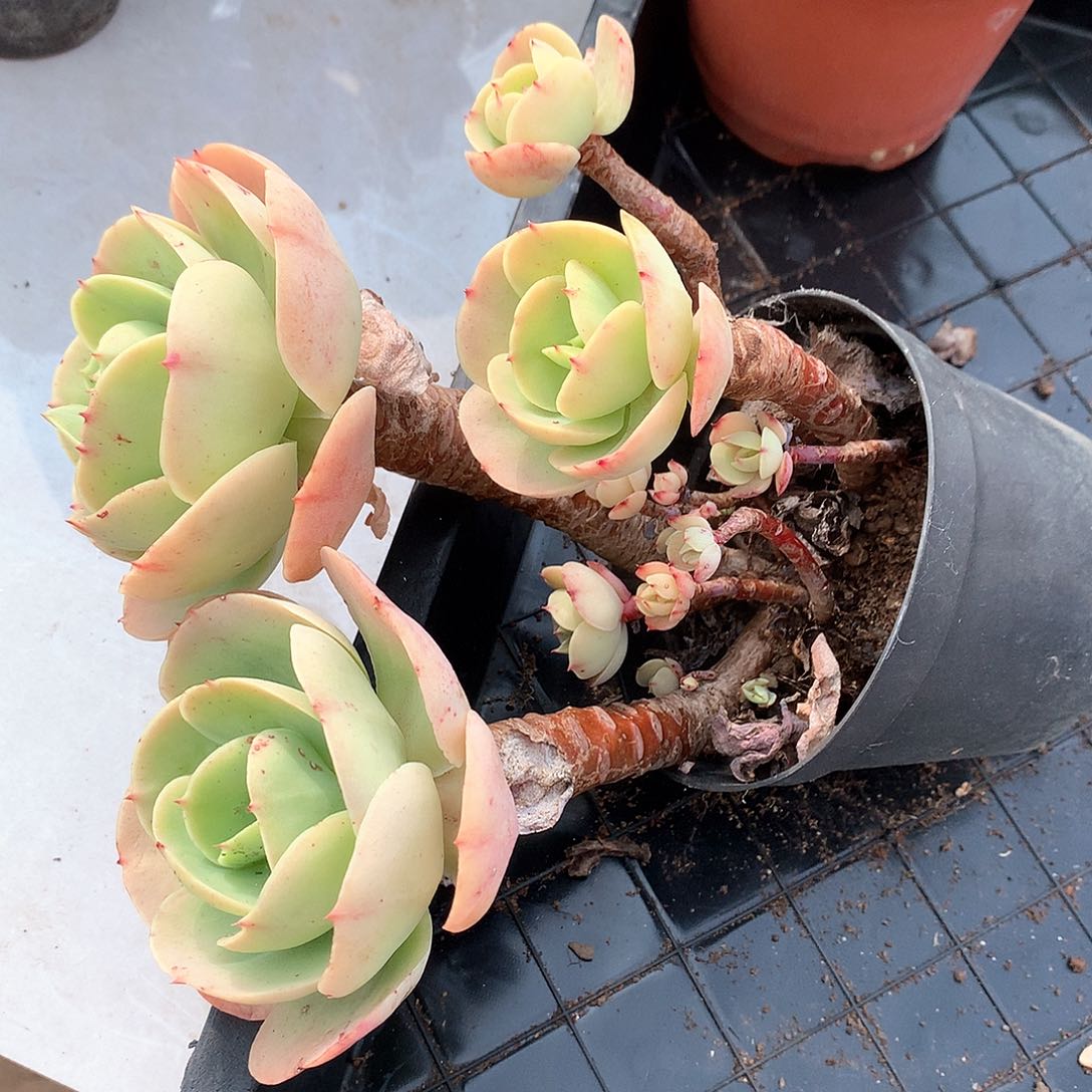 鸡蛋碧桃多肉植物