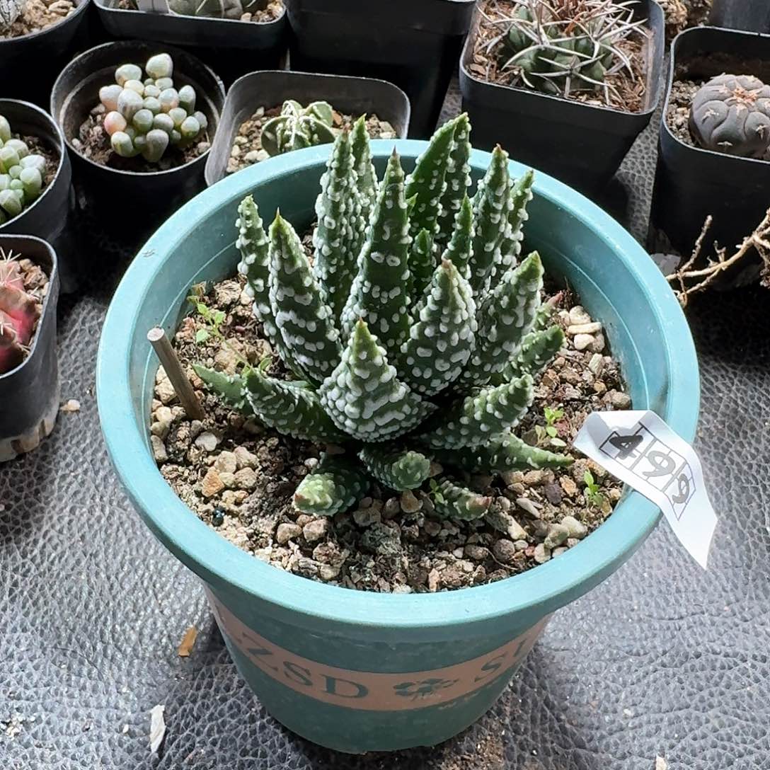 499烟圈脱土发货