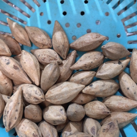 吊坠橄榄核?**✨橄榄核