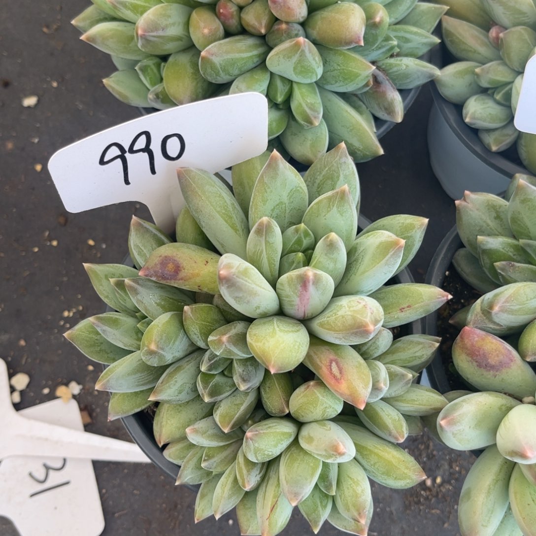 老阿姨花卉一物一拍990