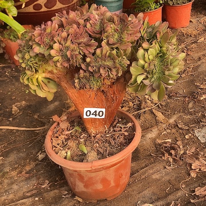 040万缀老板子法师缀
