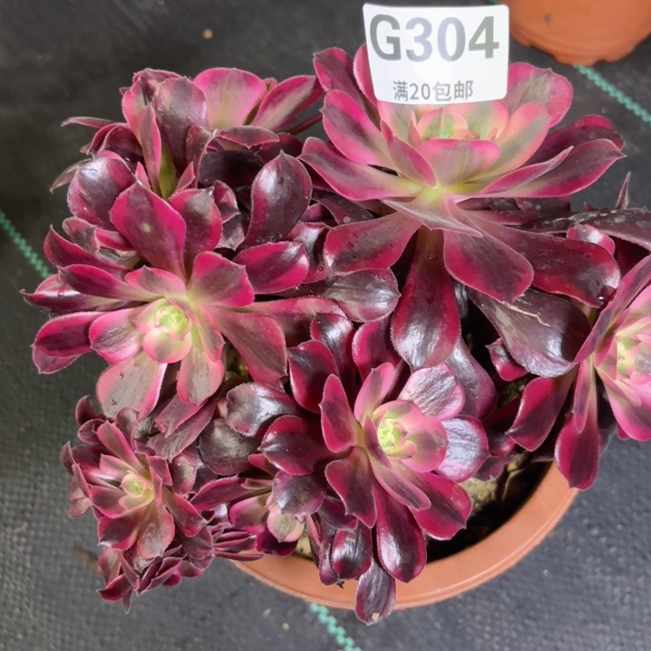 瑞妈多肉园艺304