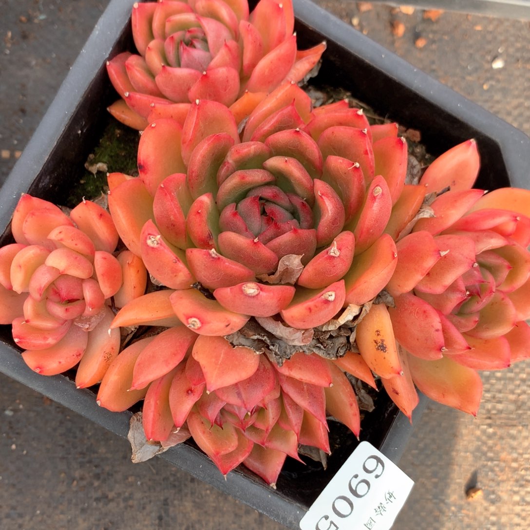 6905杂交多肉植物