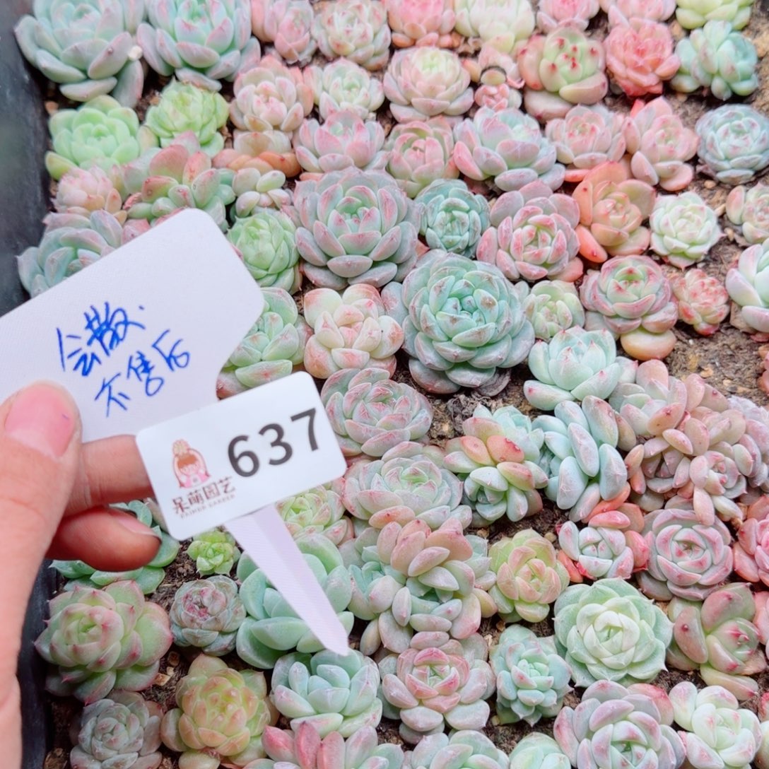 多肉植物多肉植物