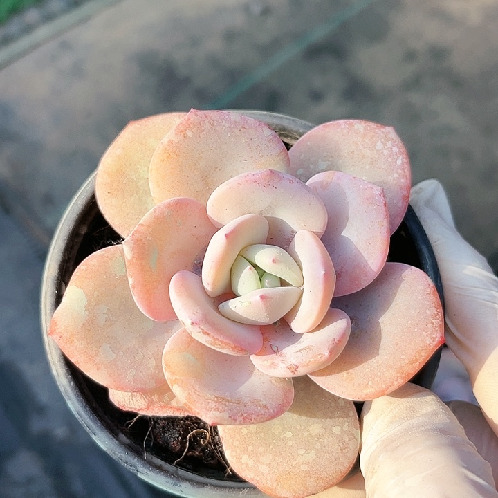 我是第一百个为妖刀应援的阴阳师呢