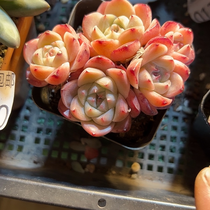 幸运的是我还没遇到