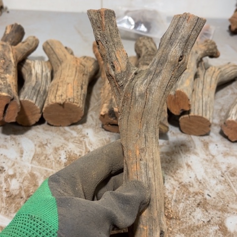 大果紫檀（缅甸花梨）长****学