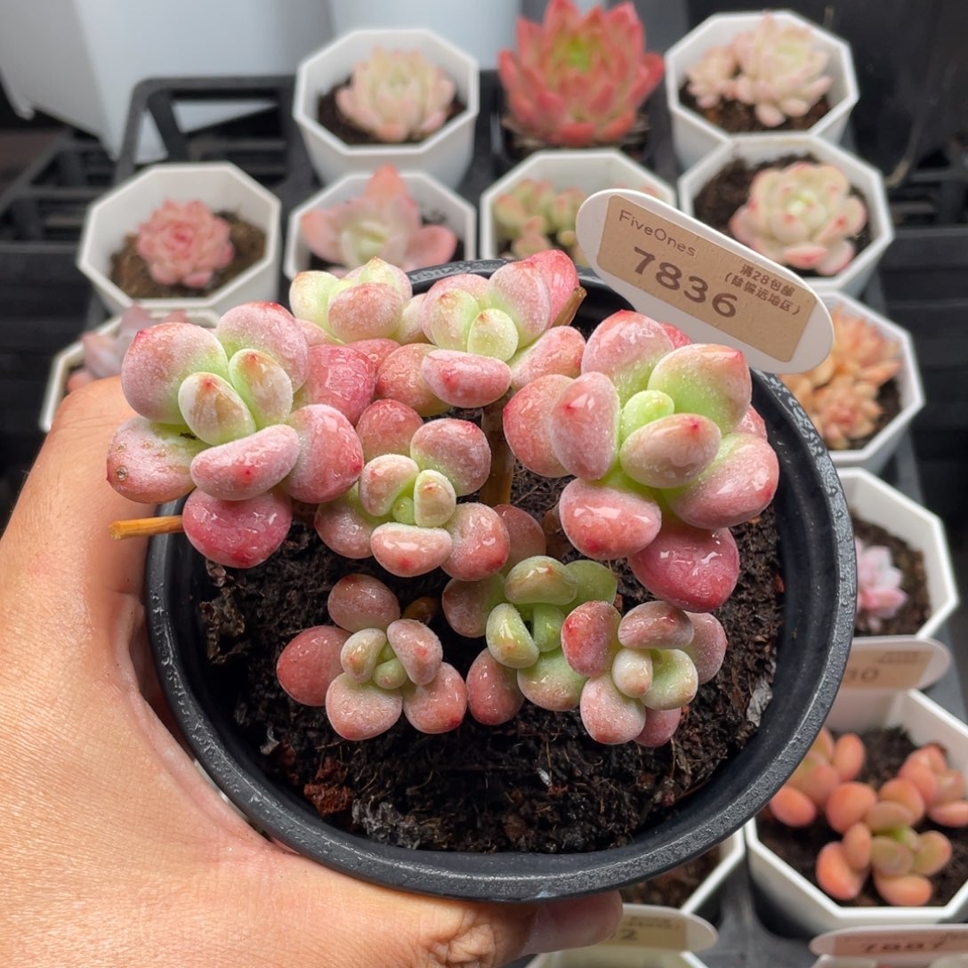 樱花洛神7836-9.5厘米