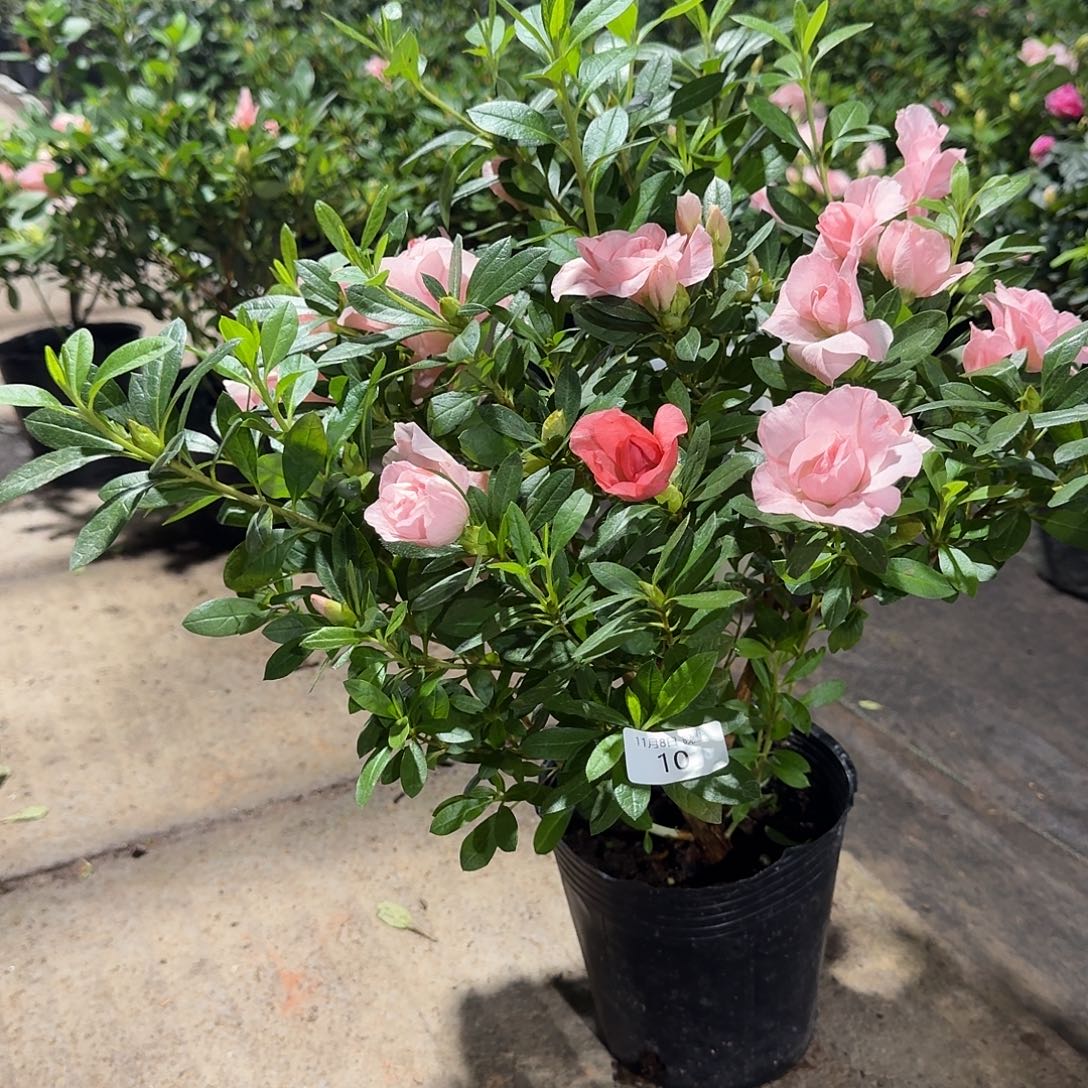 当前无花栽培后可以开花10