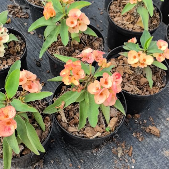 完全开放暹罗钻石扦插苗开花株随机发货