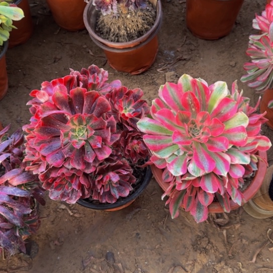 美杜莎9.9➕粉女巫9.9