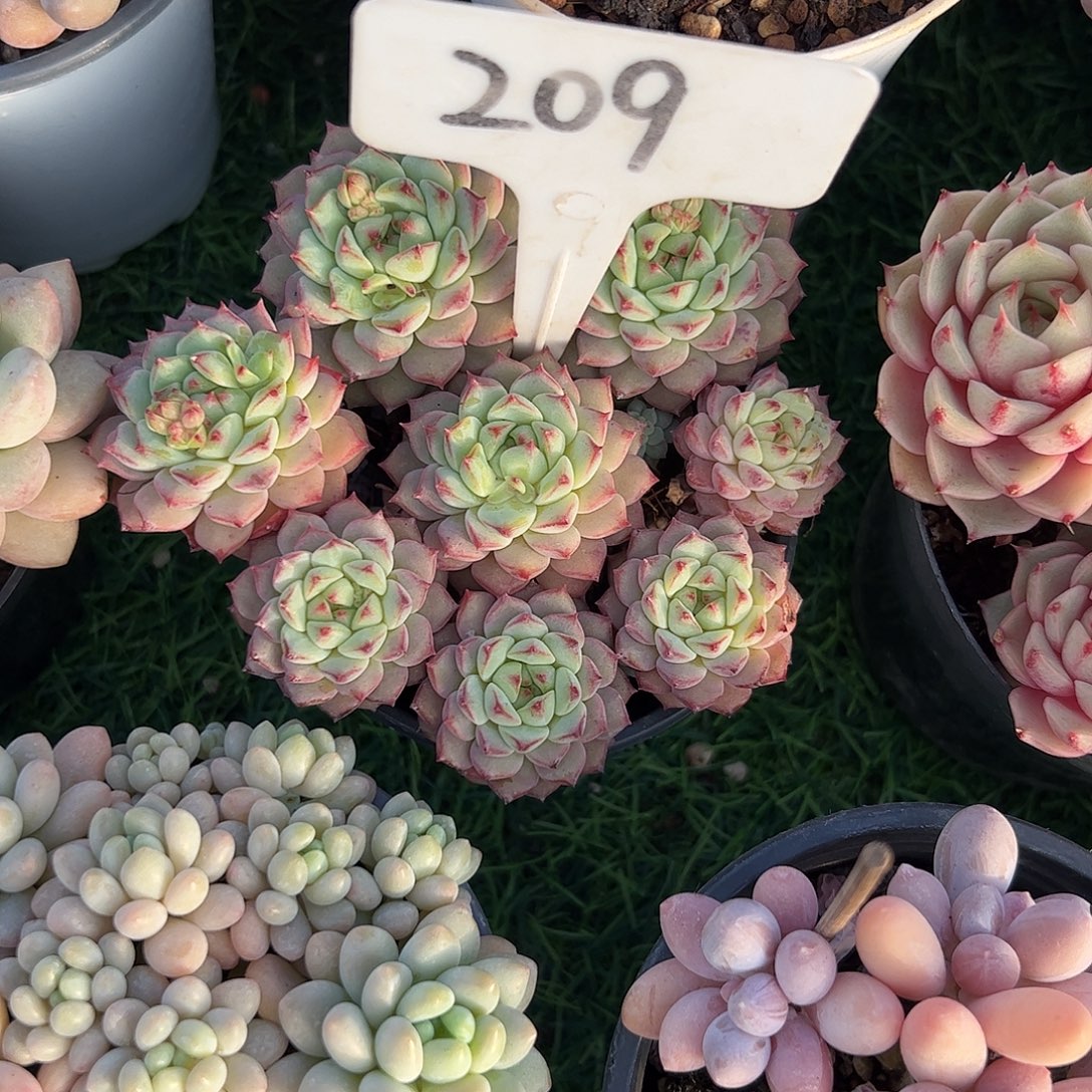 熊猫脸多肉植物保护