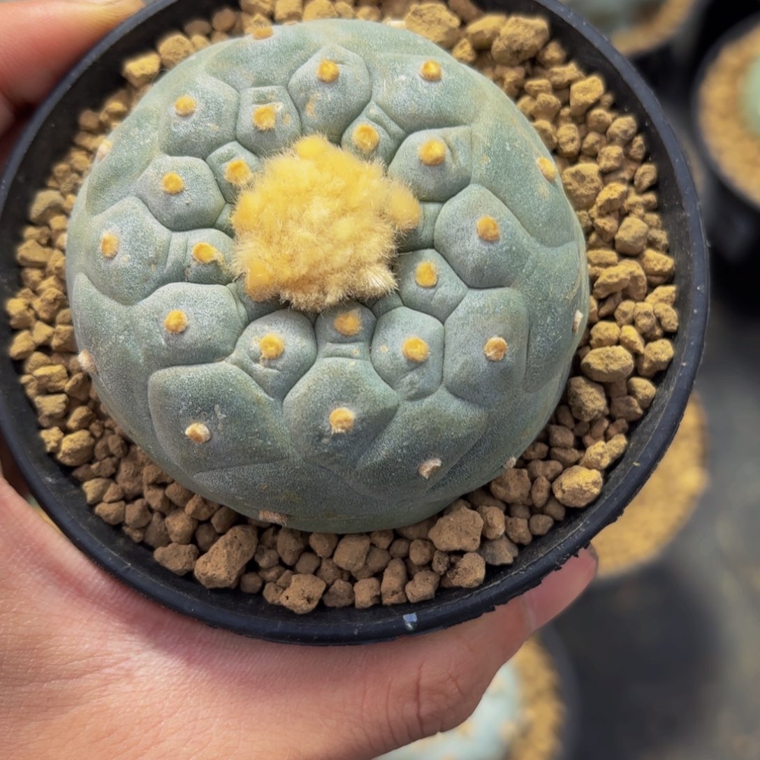 G g g g g g g g g g 351