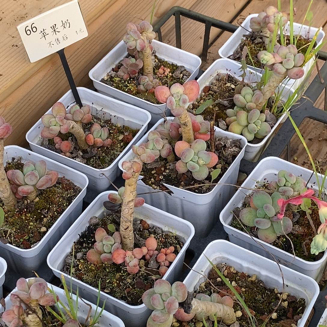 金汇园艺，66苹果奶老桩不售后