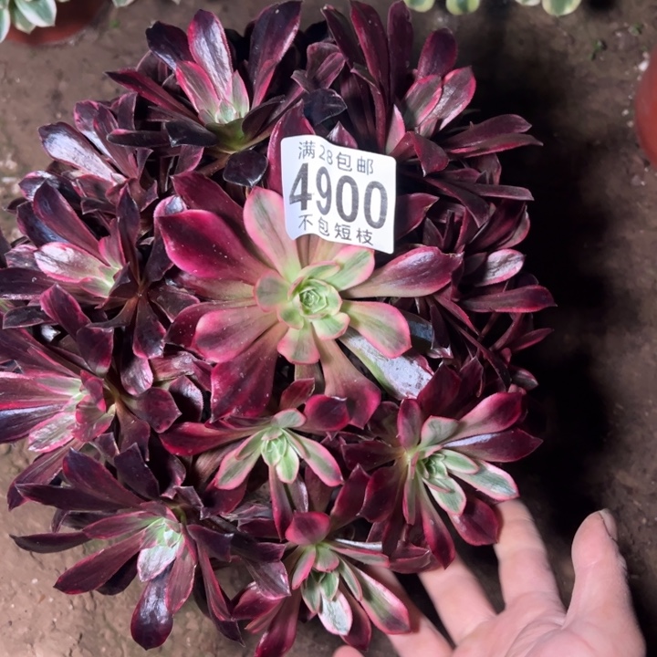 黑婚纱多肉植物法师4900