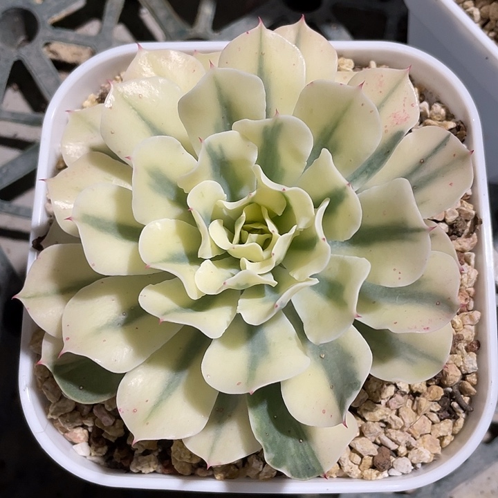 海啸锦一物一拍锦龙