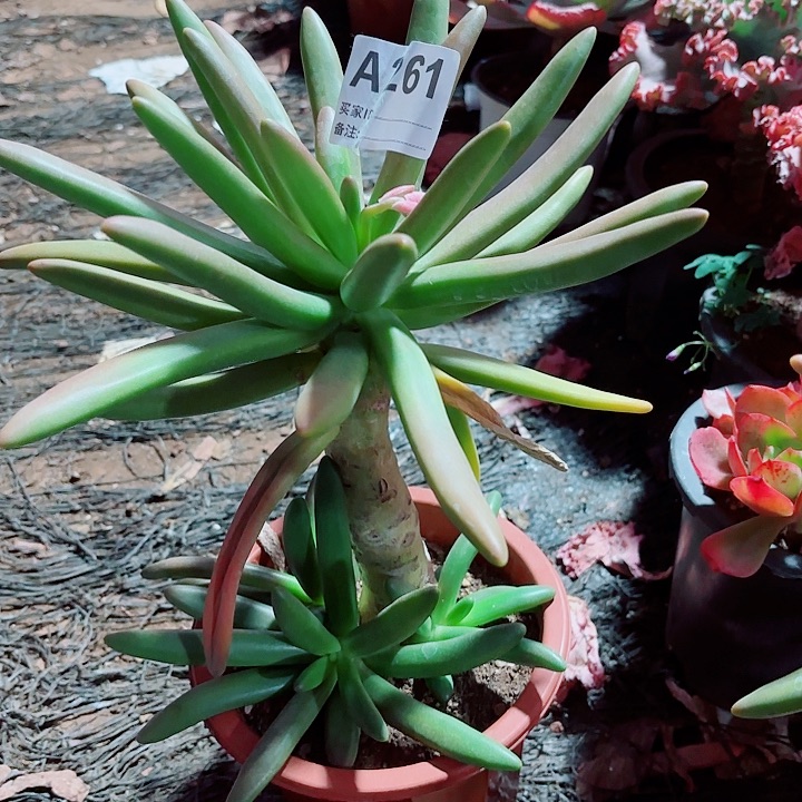 爱***在椰子树多肉植物261