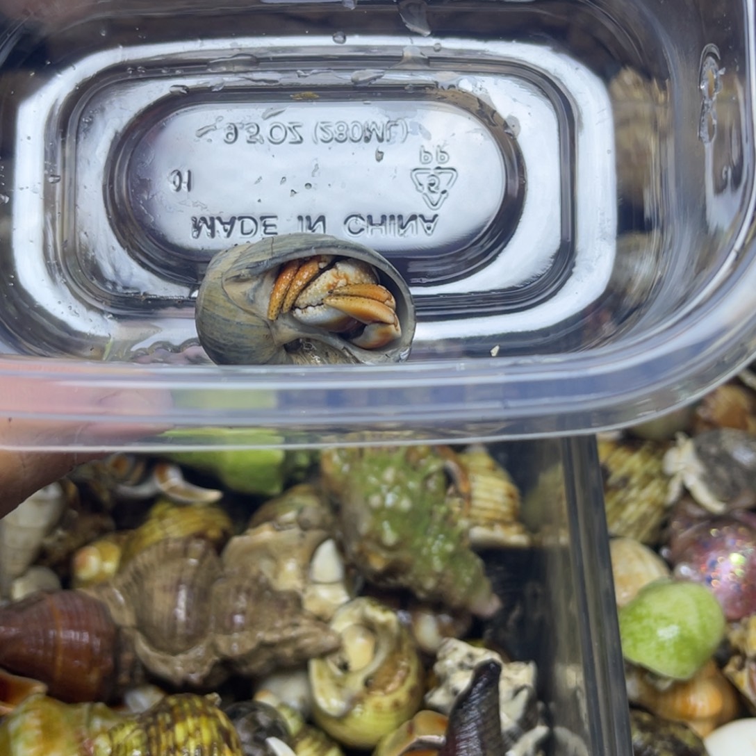 深紫寄居蟹包活到家