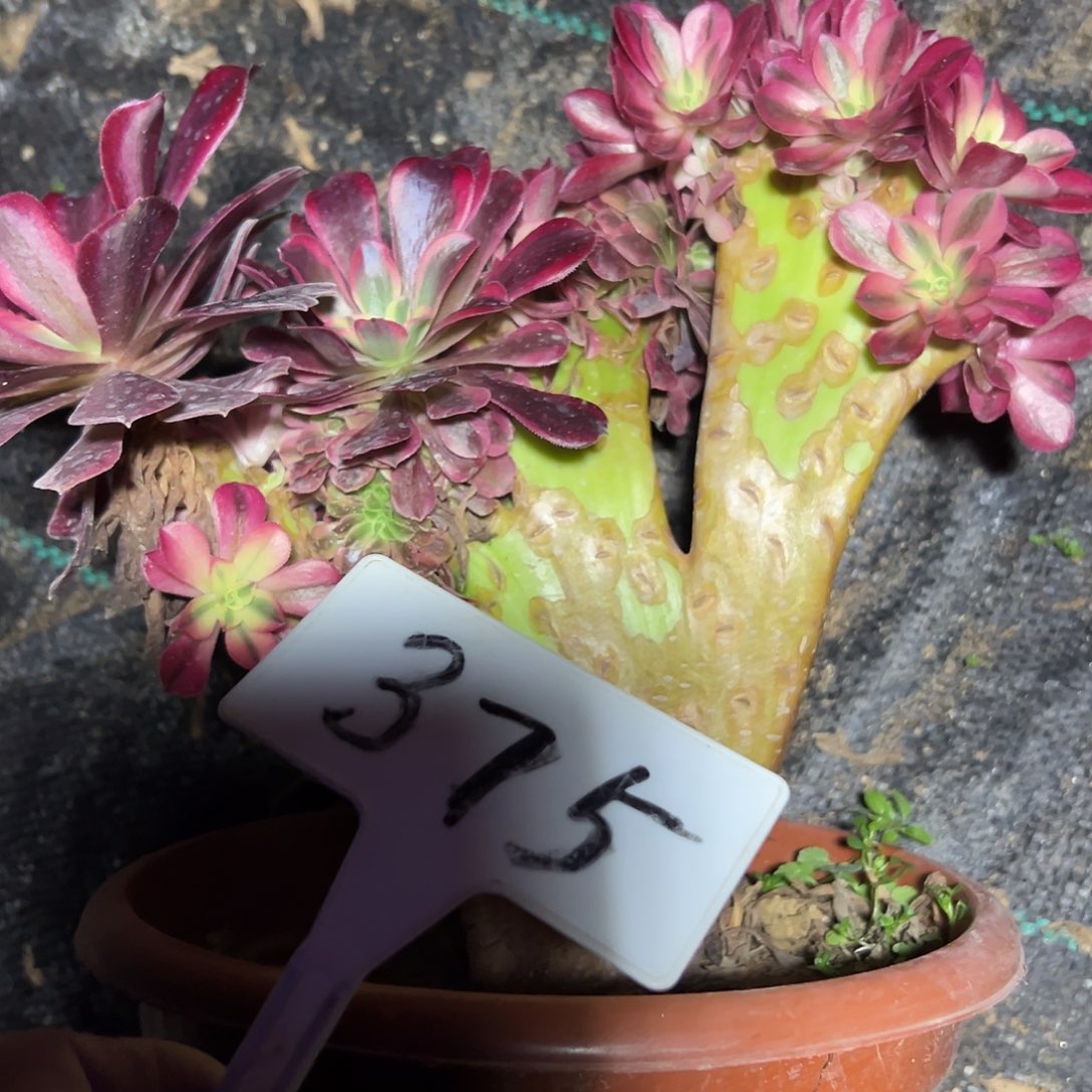 l***3多肉植物美杜莎缀花砍头375