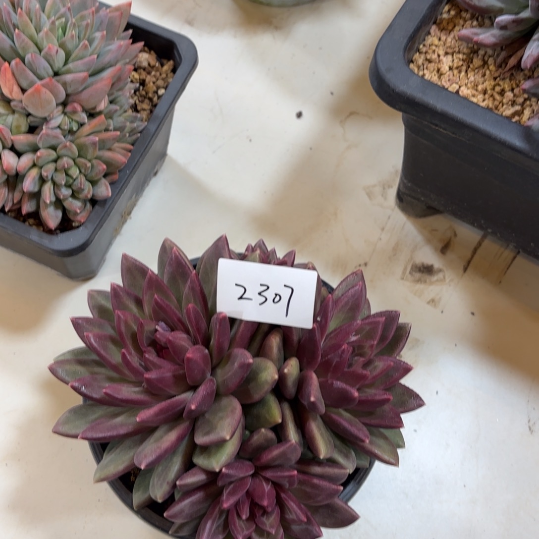 2307迷雾泡泡多肉植物