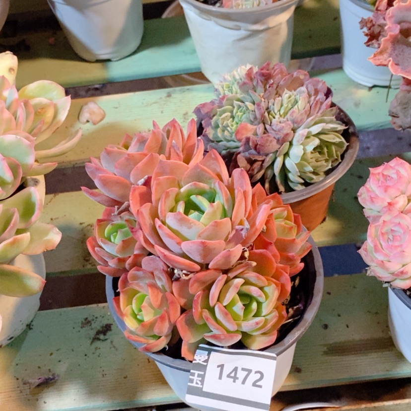 【闪购商品】杂1472