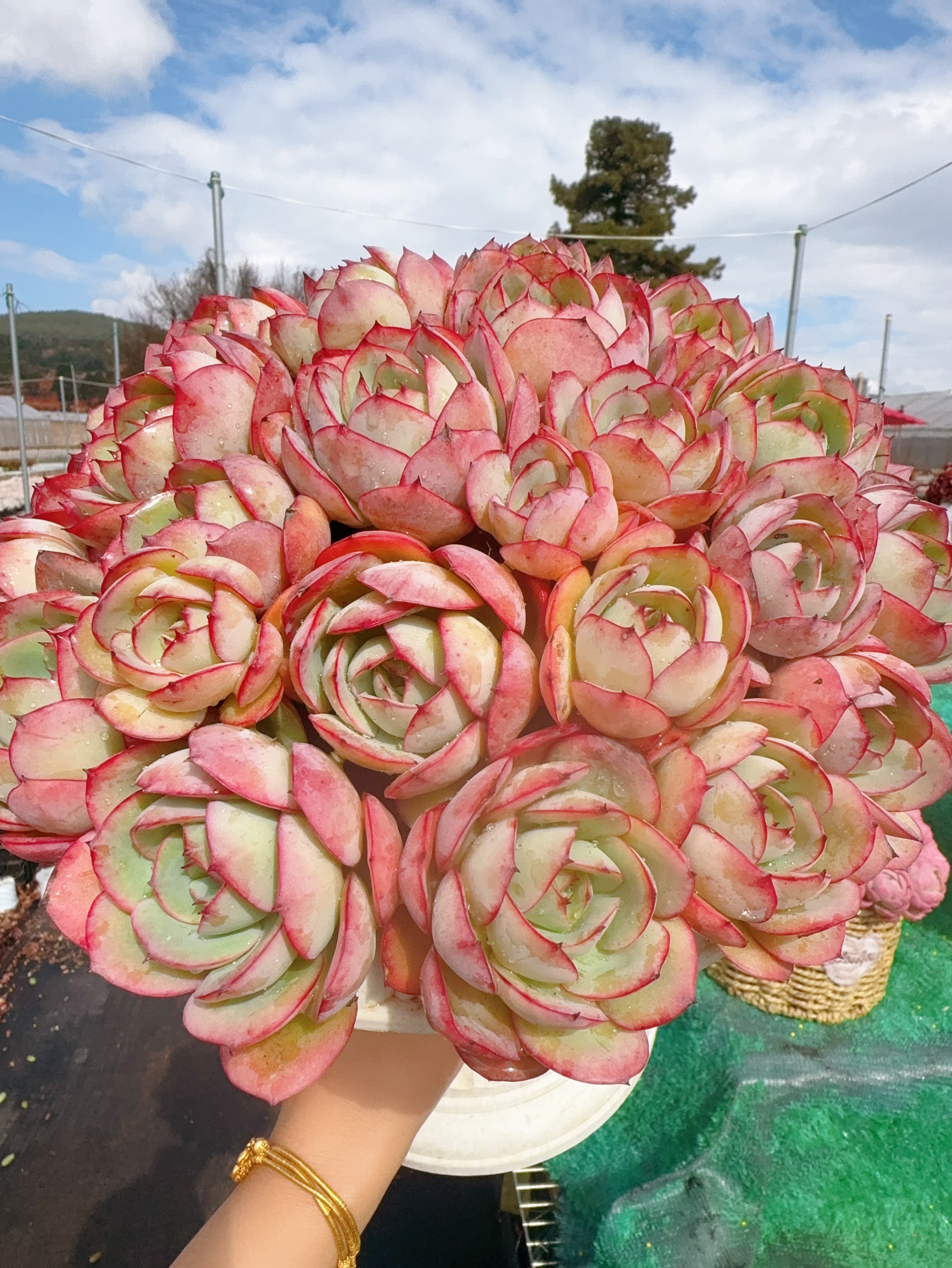 XS帕拉梅拉+罗马盆 组合 多肉植物耐旱 好养