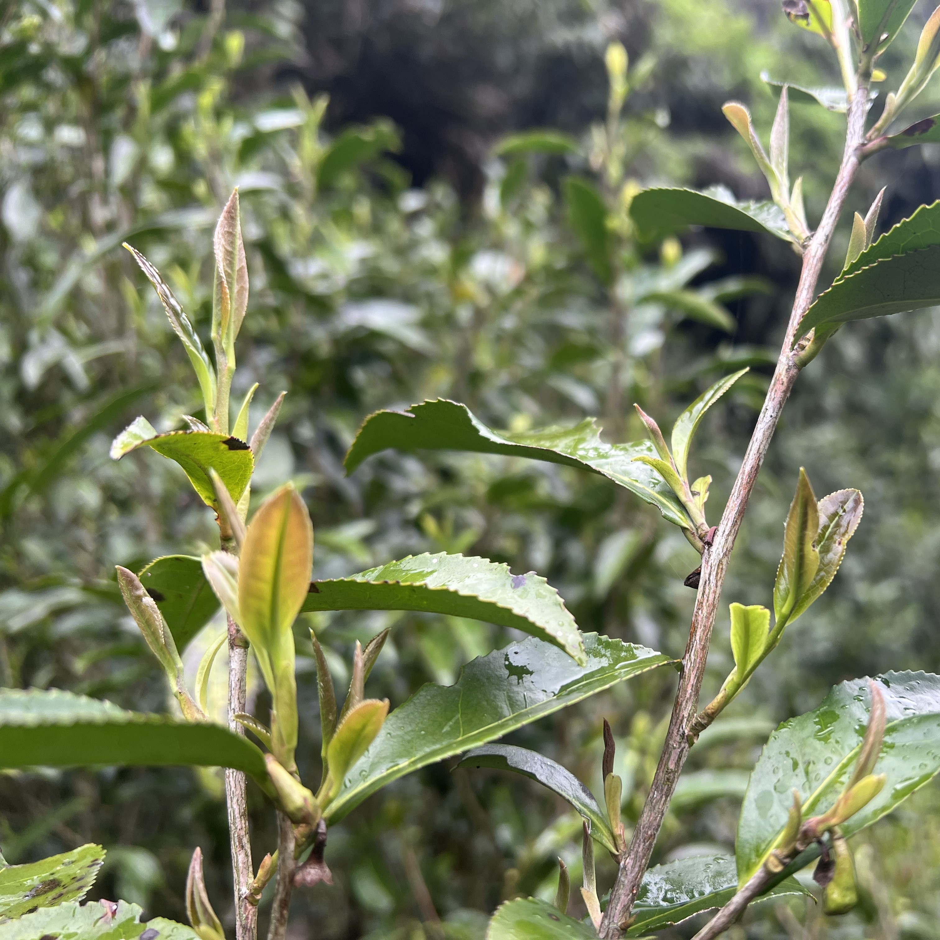 2025年高山石缝野生小菜茶，岩韵贡眉