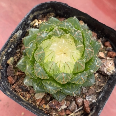 玉露锦单5招惹儿