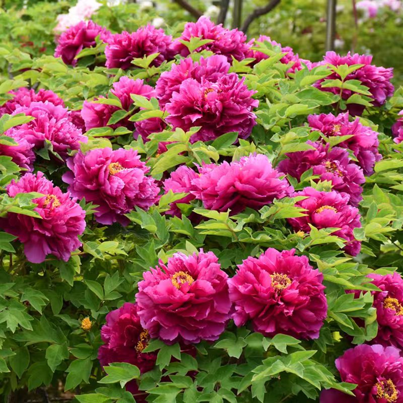 精装老盆精品牡丹年宵花一物一拍