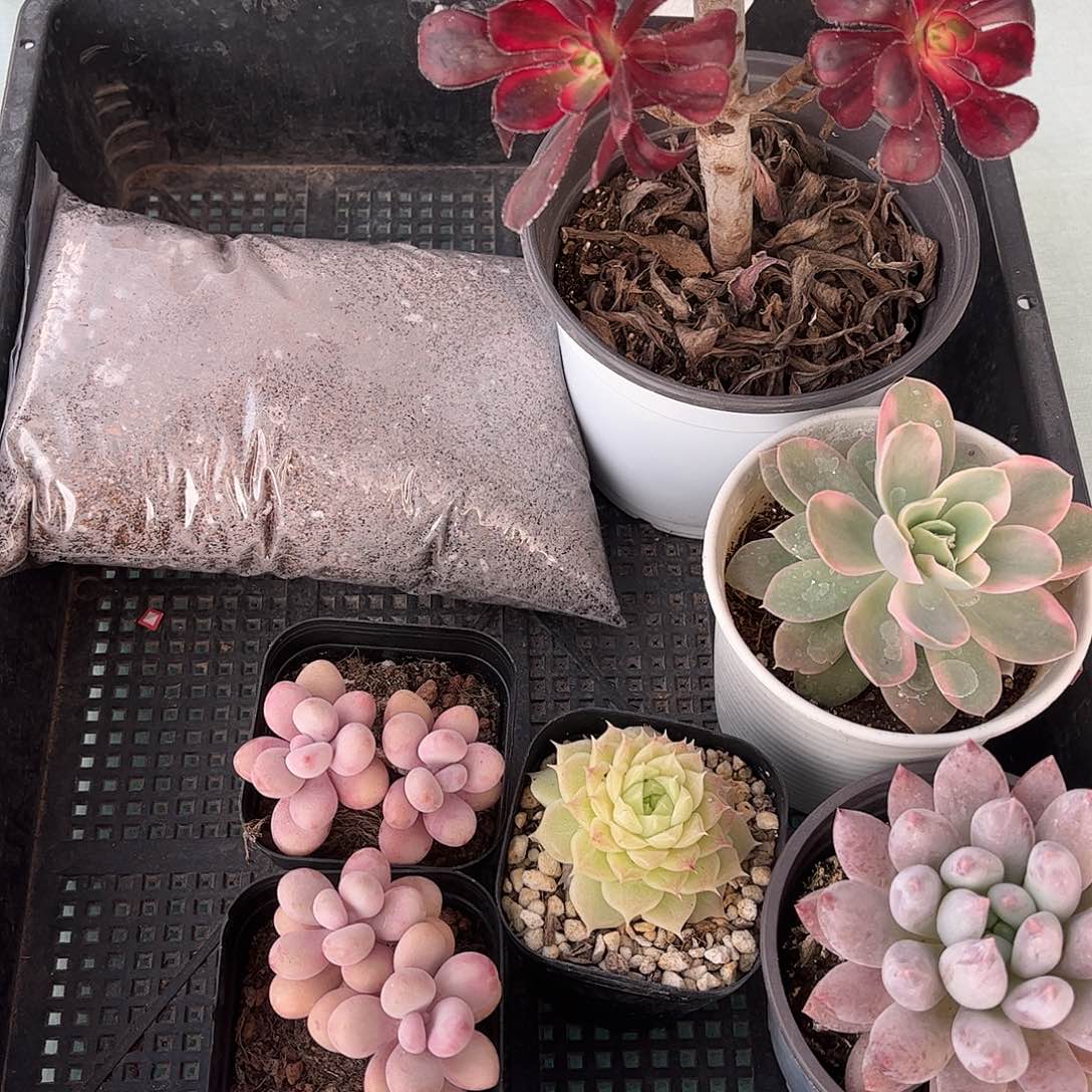 多肉053多肉植物，