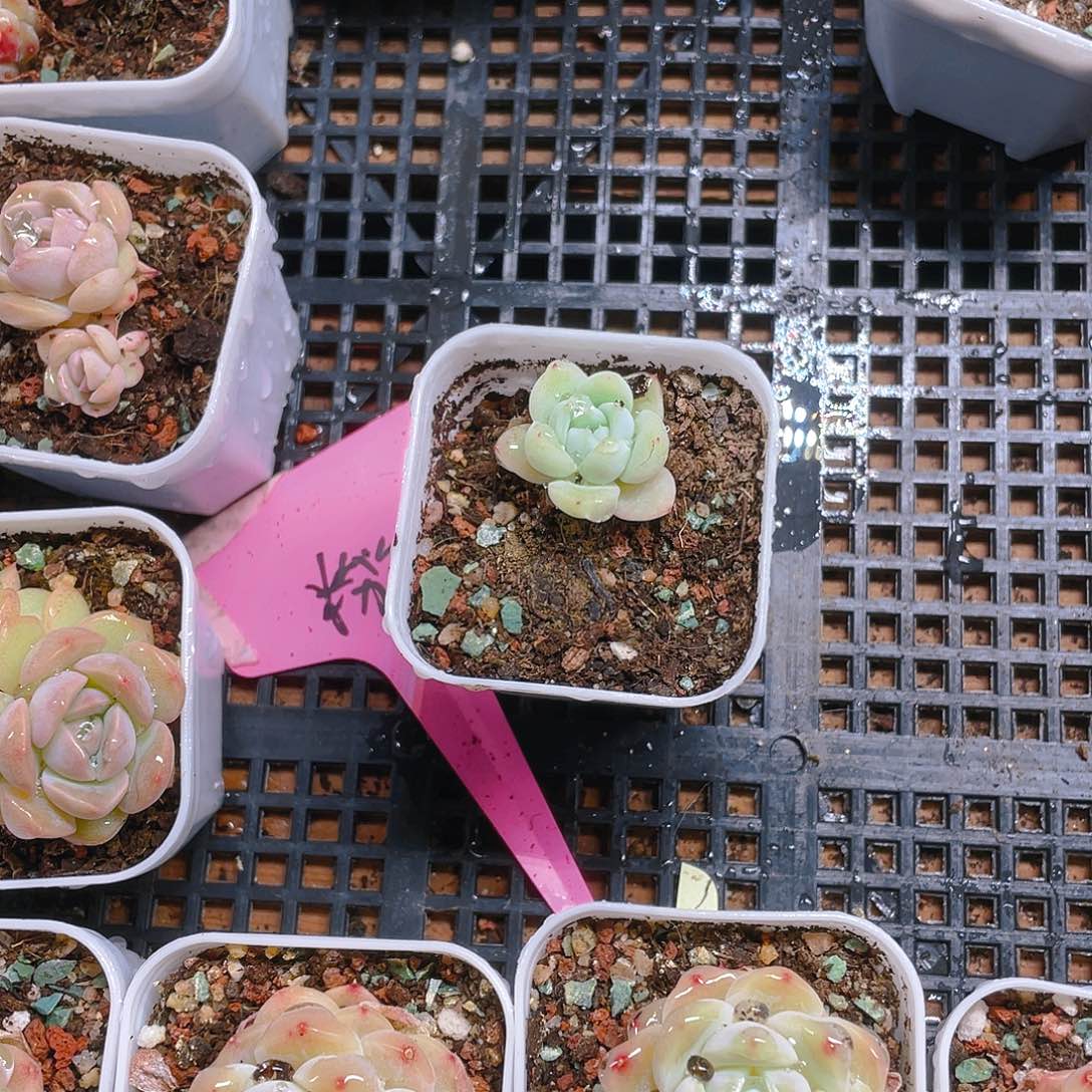 白泽盆一个满25包邮