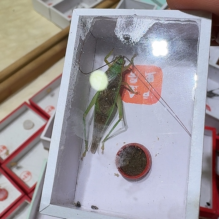 蟋蟀霍氏片蟋长须一只