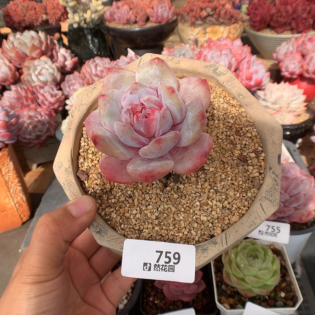 759雪天使多肉植物一物一拍